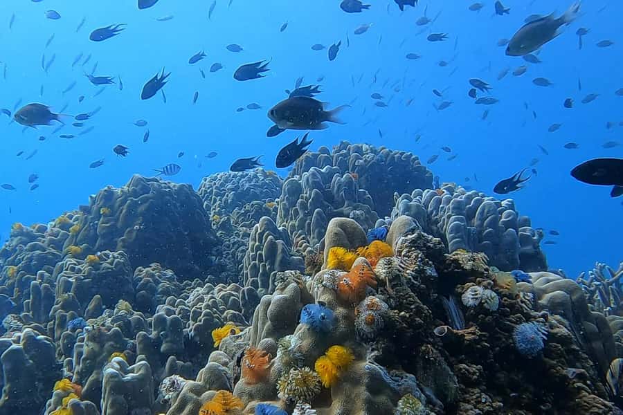 1-Day Discover Scuba Diving for Beginners in Koh Tao - PADI Discover Scuba in Koh Tao: Why this format works for beginners