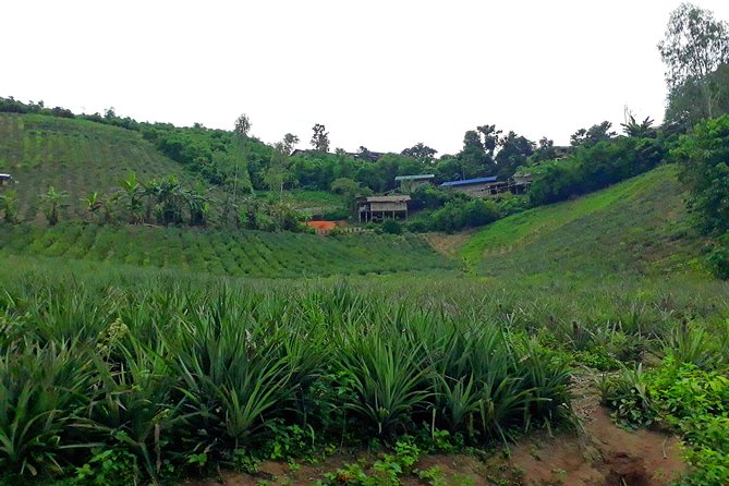 1 Day Trekking Group Tour With Bamboo Cooking / Chiang Rai - Hiking pace and trail reality: about 15 km, not a stroll