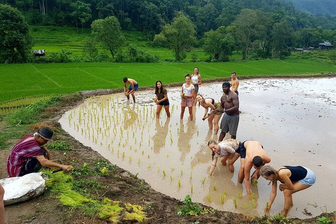 1 Day Trekking in Chiang Mai - Price and Value: Why $94.01 Can Make Sense Here