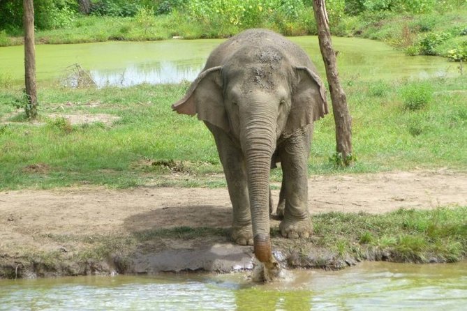 2 day 1 night Elephant World Kanchanaburi from Bangkok - Key things to know before you go