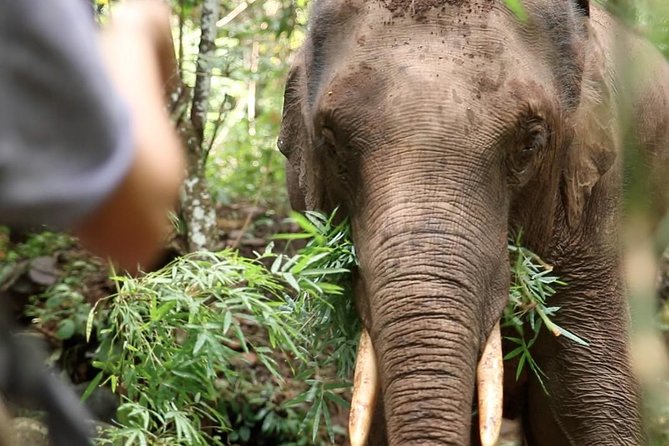 2-Day Kindred Spirit Elephant Sanctuary in Chiang Mai - Key Points Worth Noticing