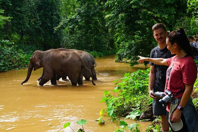 2-Day Kindred Spirit Elephant Sanctuary in Chiang Mai - Day 2: Early Forest Hike, Elephant Observation, and Jungle Lunch