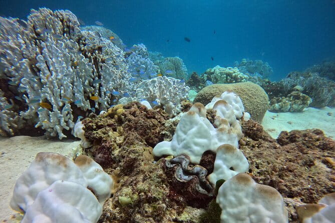 2 Fun Dives in Racha Yai or Noi for Certified Divers - Who This Is Best For (And Who Should Pass)