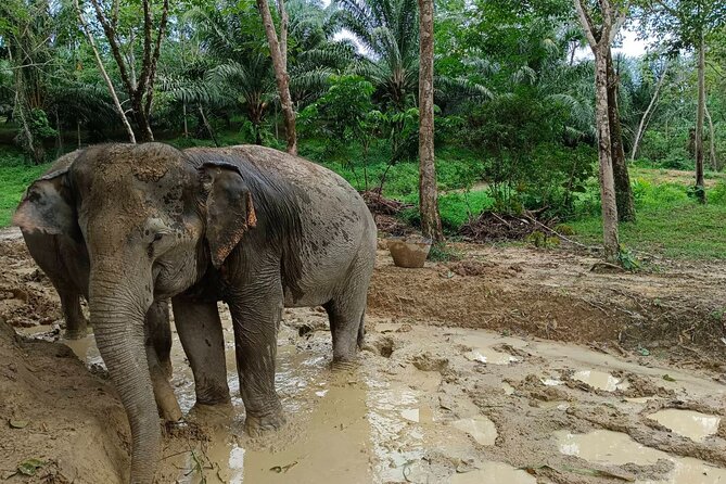 2-Hour Guided Eco-Tour & Transfer to Khaolak Elephant Sanctuary - Transfers and timing: how a 2-hour visit fits real travel days