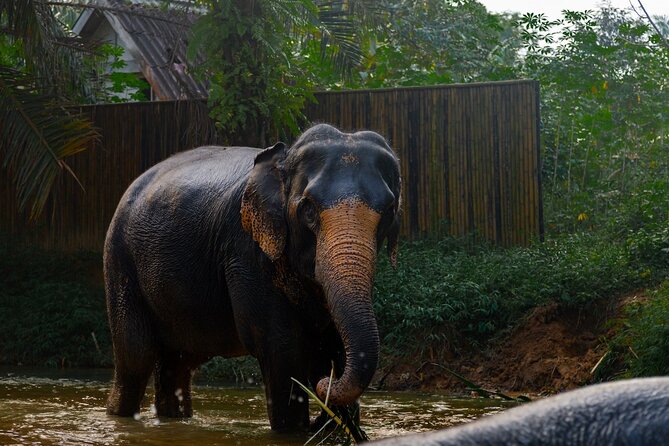 2-Hour Guided Eco-Tour & Transfer to Khaolak Elephant Sanctuary - Water time and mud: the part that can surprise you (in a good way)