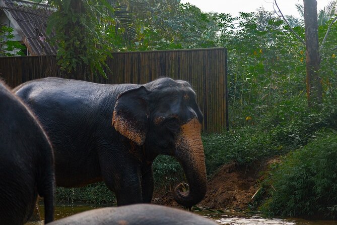 2-Hour Guided Eco-Tour & Transfer to Khaolak Elephant Sanctuary - Jungle walk time: following elephants through their natural routines