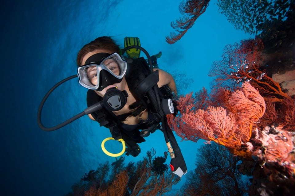 3 Fun Dives for Certified Diver Phi Phi islands &Shark Point - Price and value: why $176 can feel fair (and what to budget extra)