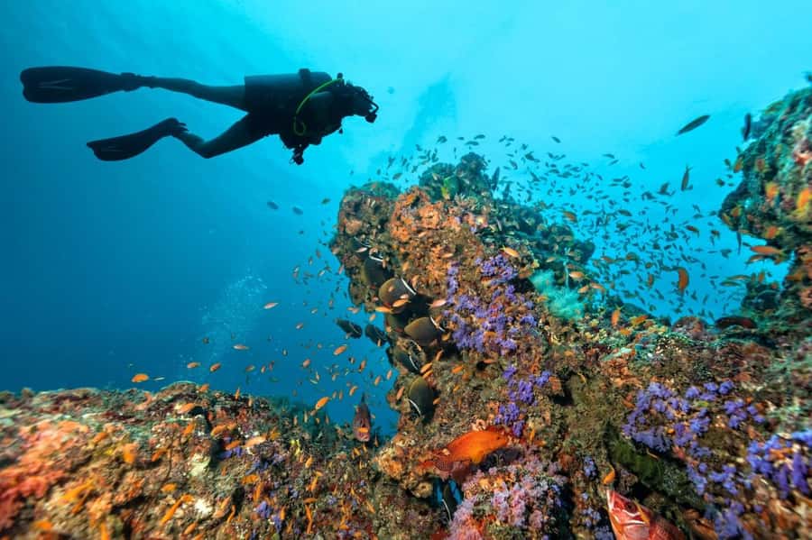 3 Fun Dives for Certified Diver Phi Phi islands &Shark Point - Three underwater sessions: how the timing and 50-bar limit keep the day comfortable