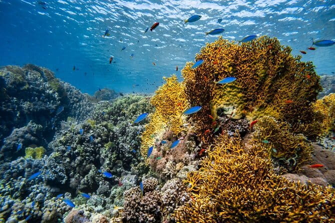 3 Fun dives in Phi Phi islands for Certified Divers - Pickup Zones, Boat Time, and the Value of Not Guessing