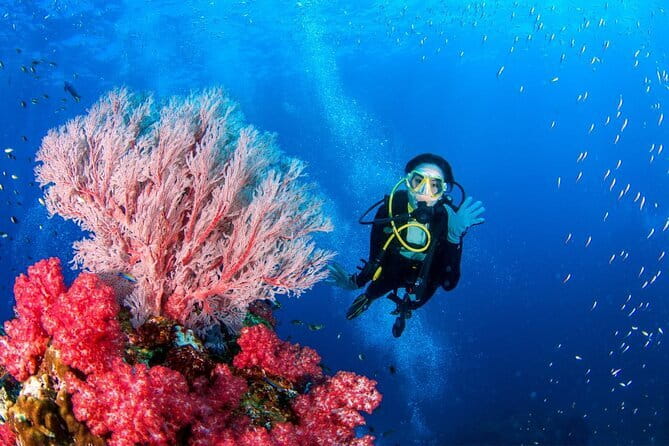 3 Fun dives in Phi Phi islands for Certified Divers - Who This Trip Suits (and Who Should Check Health Rules First)