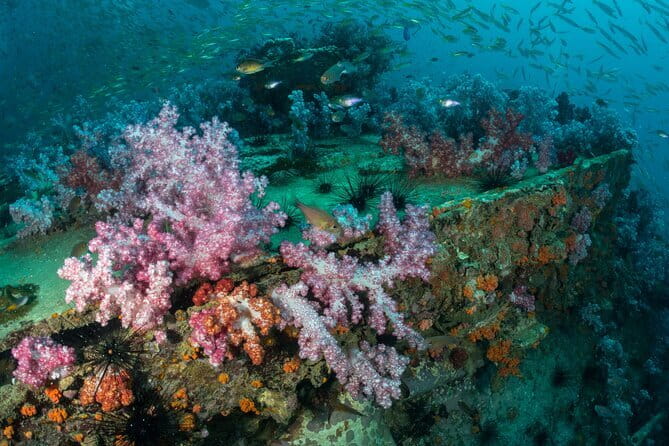 3 Fun Dives King Cruiser Wreck and Koh DokMai for Certified diver - From Chalong Pier to three serious underwater stops