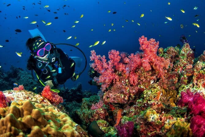 3 Fun Dives King Cruiser Wreck and Koh DokMai for Certified diver - Shark Point: where the day turns into fish-and-coral time