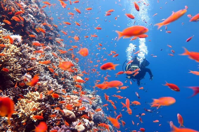3 Fun Dives King Cruiser Wreck and Koh DokMai for Certified diver - Price and value: $175 for three sites plus the hidden extras
