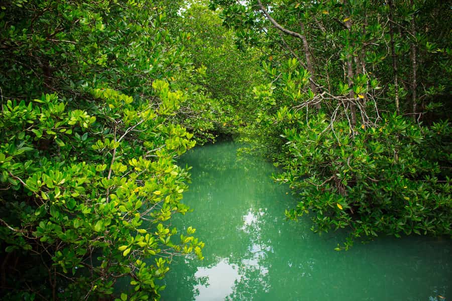 4 Waters Eco Adventure - Why This Phuket and Phang Nga Eco Day Feels Different