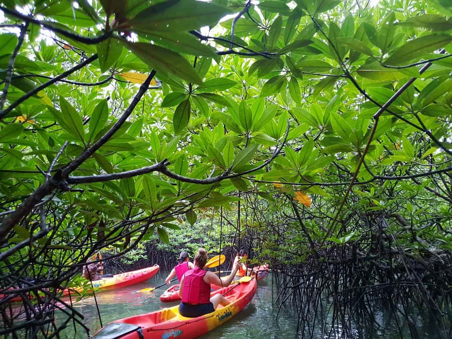 4 Waters Eco Adventure - Mangrove Kayaking at Bang Rong: Quiet Water, Real Roots