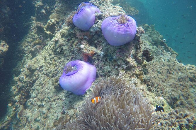 7 Islands Sunset Tour with Buffet Dinner & Night Snorkeling - Koh Raeng at night: bioluminescent plankton swim