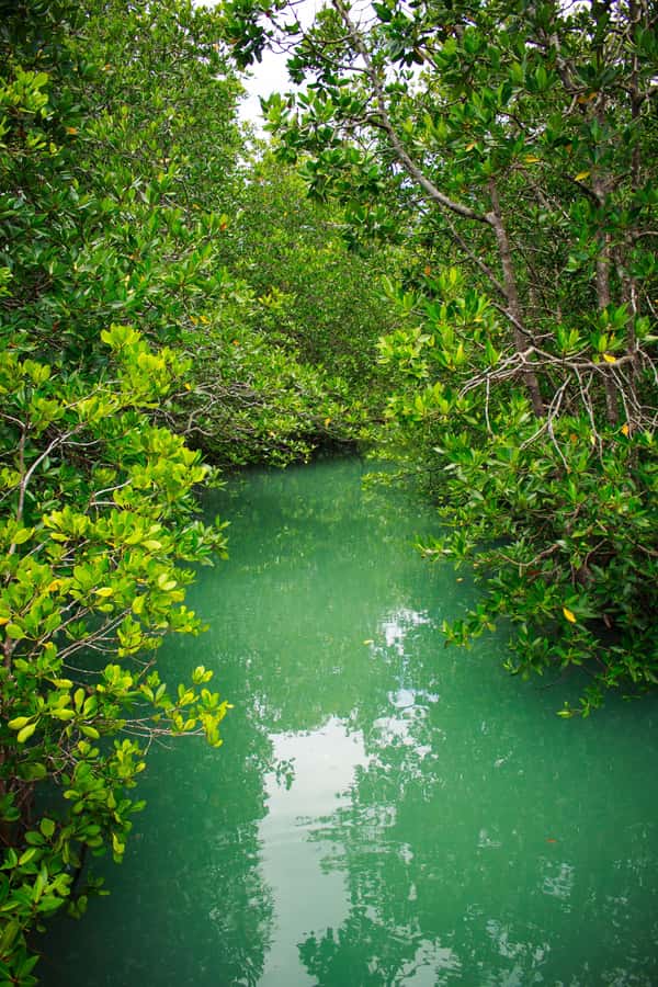 A Jungle-to-Sea Kayaking & Trekking Adventure in Phuket - The Jungle Trek Inside Khao Phra Thaeo to Ton Sai Waterfall