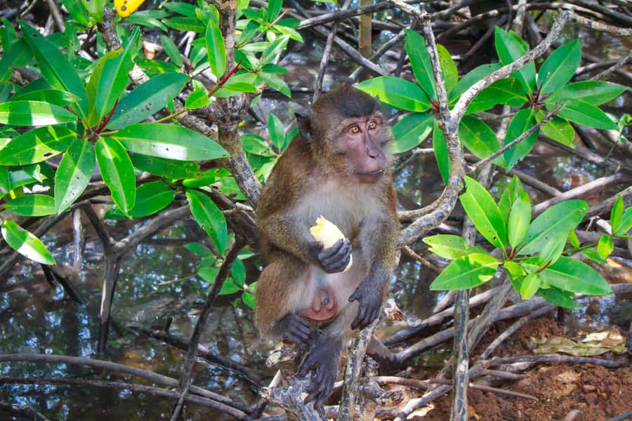 A Jungle-to-Sea Kayaking & Trekking Adventure in Phuket - Wildlife Spotting Tips: How to Watch Better on This Route