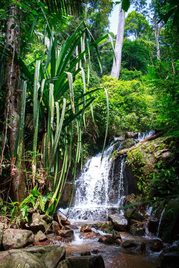 A Jungle-to-Sea Kayaking & Trekking Adventure in Phuket - Pickup at CC’s Hideaway: Simple Meeting Point, Real Start Time