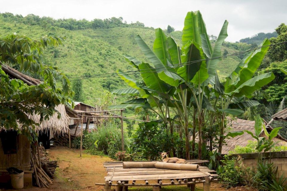 Akha & Lahu village trekking 1 day - Rice Fields, Pineapple Plantations, and the Mountain-Farm Connection