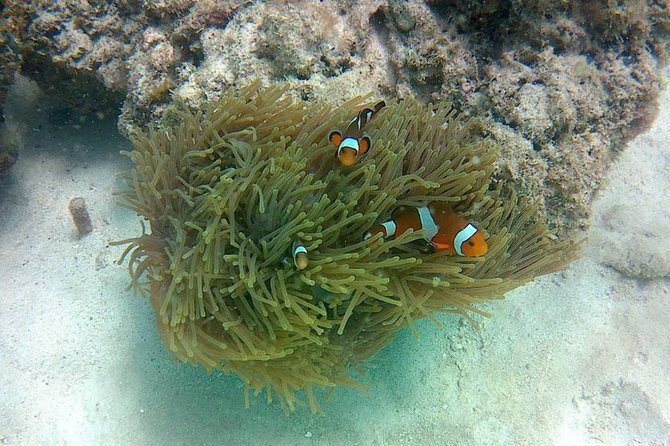 Amazing Krabi 7 Islands One Day Snorkeling Tour By Big Longtail Boat - Lunch or dinner on Poda Island, plus late-day magic