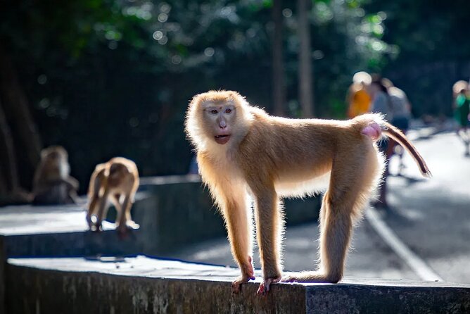 Amazing Phuket Sunset: Promthep Cape, Monkey Hill, Chillva Market - Stops on Khao Rang Hill: Monkey Hill and city views