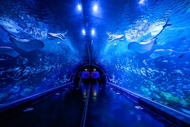 Aquarium Phuket and AR Trick Eye Museum Combo Tickets - Key highlights to plan around