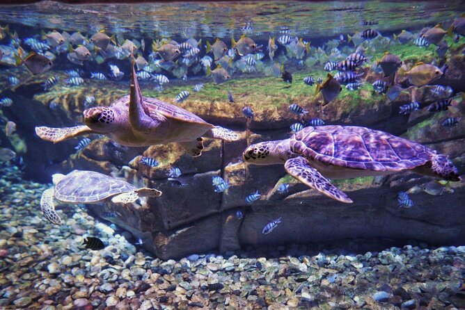 Aquarium Phuket and AR Trick Eye Museum Combo Tickets - AR Trick Eye Museum: 4D fun built for photos and big reactions