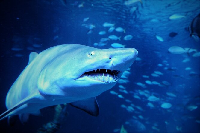 Aquarium Phuket and AR Trick Eye Museum Combo Tickets - Price and value: is $72 a good deal for this Phuket combo?