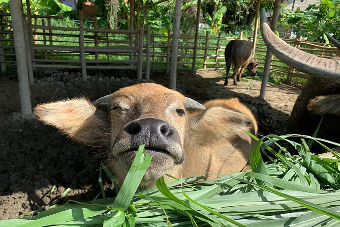 Aroidee’s Farm-Fresh Thai Cooking Experience - Morning Logistics: Wat Suan Dok Pickup and a 4-Hour Rhythm