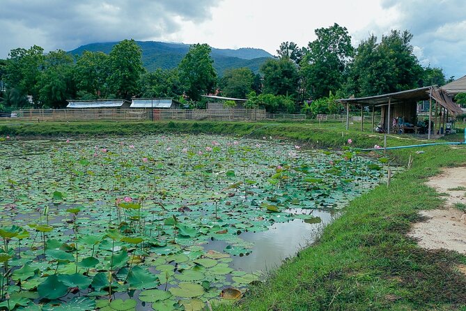 Aroidee’s Farm-Fresh Thai Cooking Experience - Dietary Options, Allergies, and the Pace for Real People