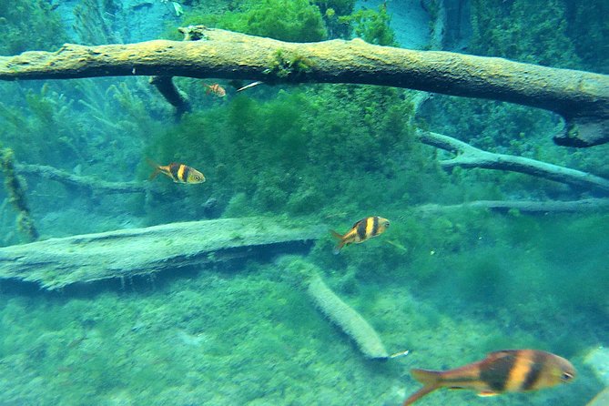 ATV & Kayaking in Hidden Freshwater Lagoon, Unseen Krabi Half Day Trip - Value for $55: When This Trip Feels Like a Good Deal