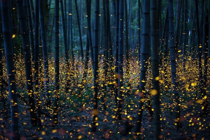 Bamboo Bicycle Tour in twilight: watch dancing Fireflies in Bangkok - Stop 3: Sri Nakhon Khuean Khan Park and Botanical Garden