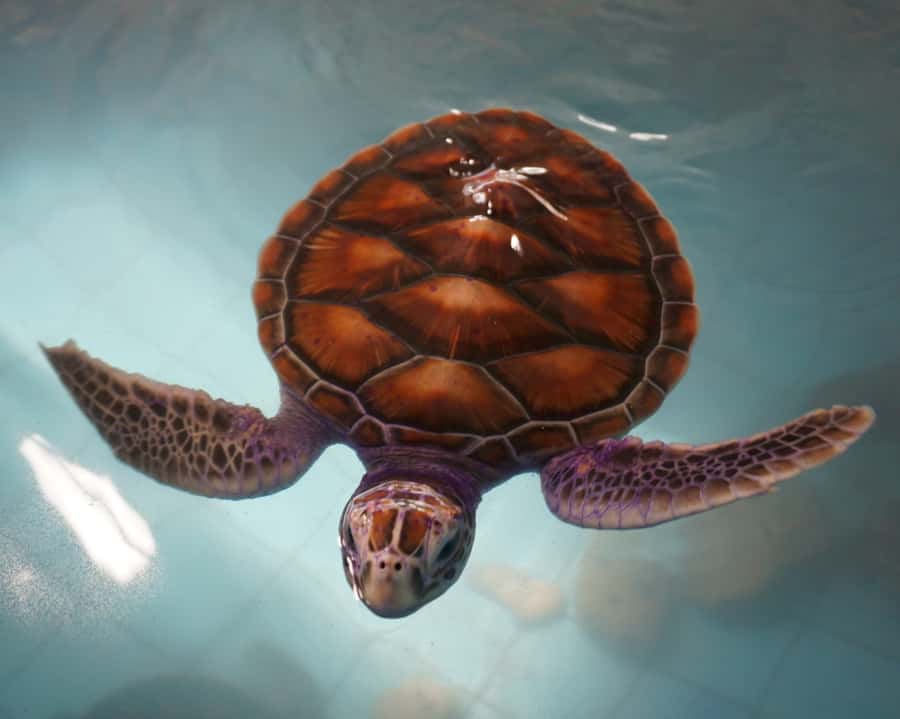 Bamboo Rafting, Waterfall, lunch, Elephant, and Turtle Tour - What to bring, and who this tour fits best