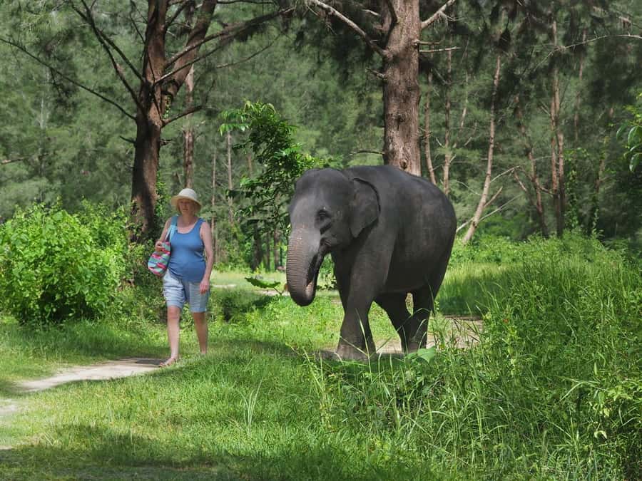Bamboo Rafting, Waterfall, lunch, Elephant, and Turtle Tour - A 7½-hour combo day: rafting, turtles, waterfall, and elephant care