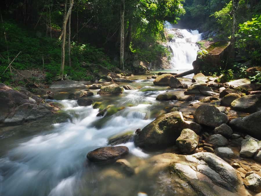 Bamboo Rafting, Waterfall, lunch, Elephant, and Turtle Tour - Price and value: $96 for a full-day animal + nature mix