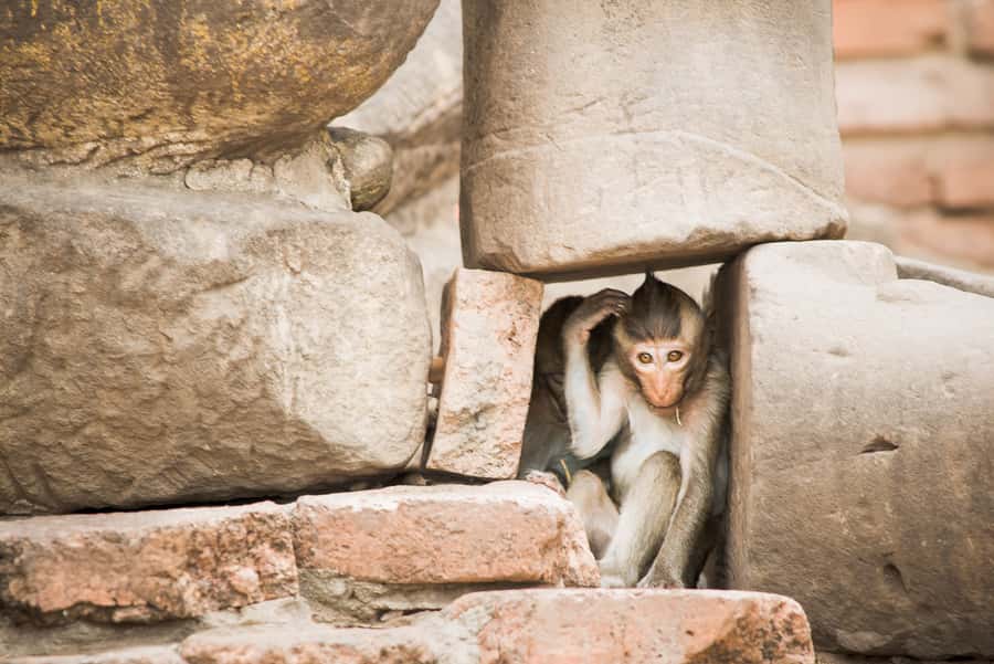 Bangkok: Ayutthaya & Lopburi Monkey Temple Private Day Trip - The private guide factor: why this tour feels personal