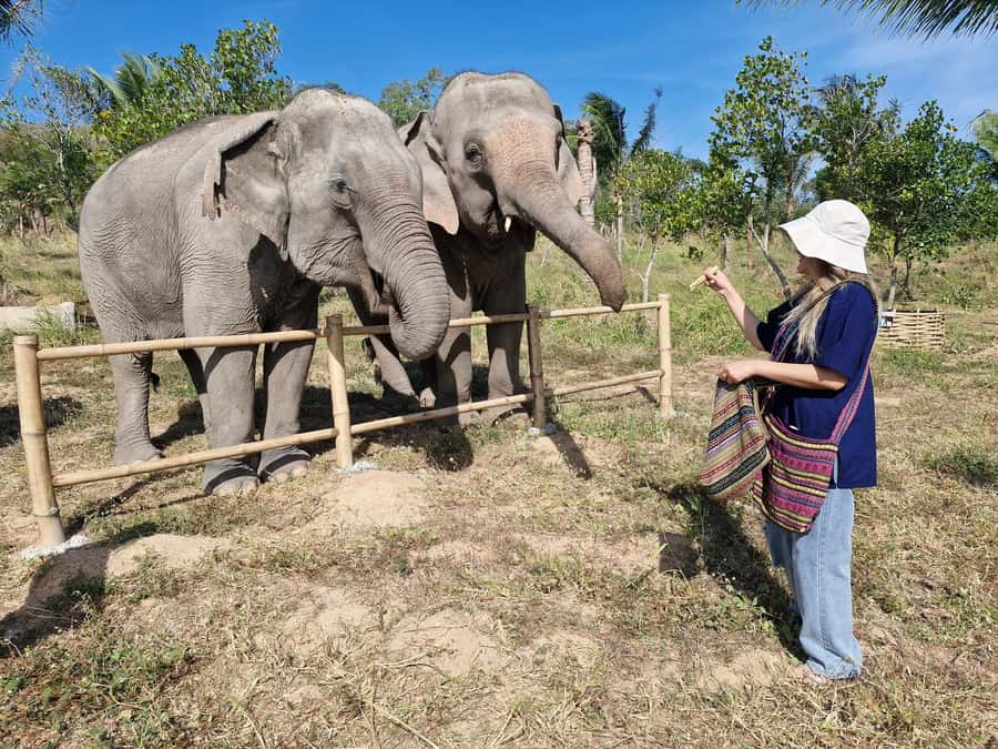 Bangkok: Elephant Sanctuary &Khao Kheow Open Zoo (Moodeng) - Walk and Play With Elephants, Plus That Viewpoint Trek