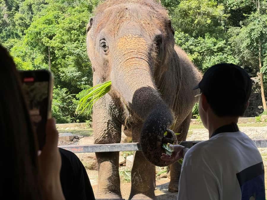 Bangkok: Elephant Sanctuary &Khao Kheow Open Zoo (Moodeng) - Khao Kheow Open Zoo: How to Spend Your 4 Hours Well