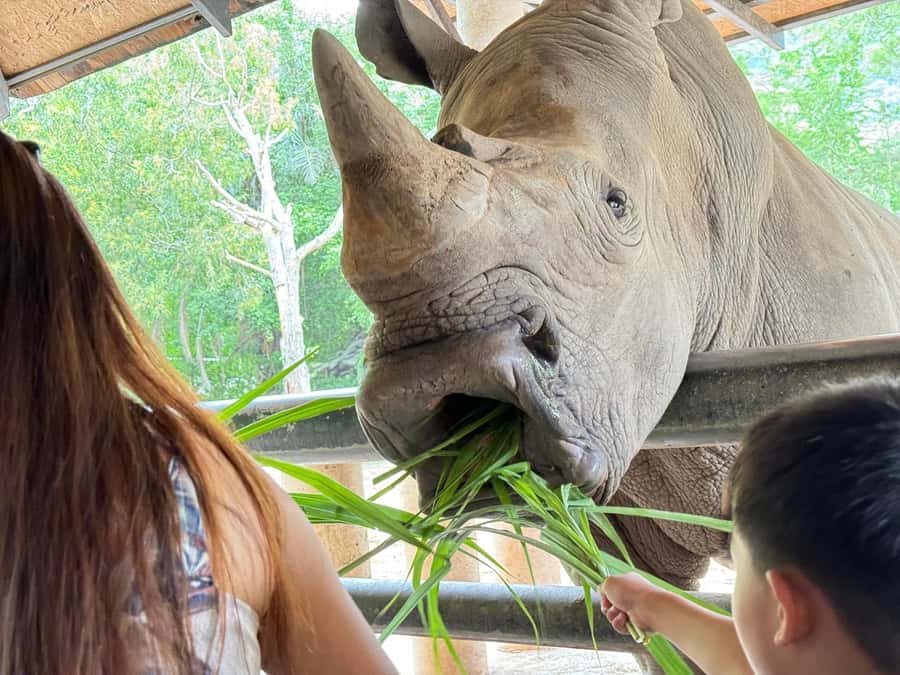 Bangkok: Elephant Sanctuary &Khao Kheow Open Zoo (Moodeng) - Price and Logistics: What $140 Really Means