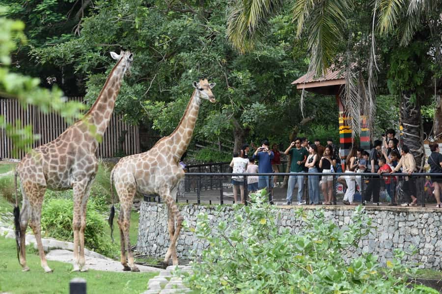 Bangkok: Elephant Sanctuary &Khao Kheow Open Zoo (Moodeng) - What the Driver Service Gets Right (And Why It Matters)