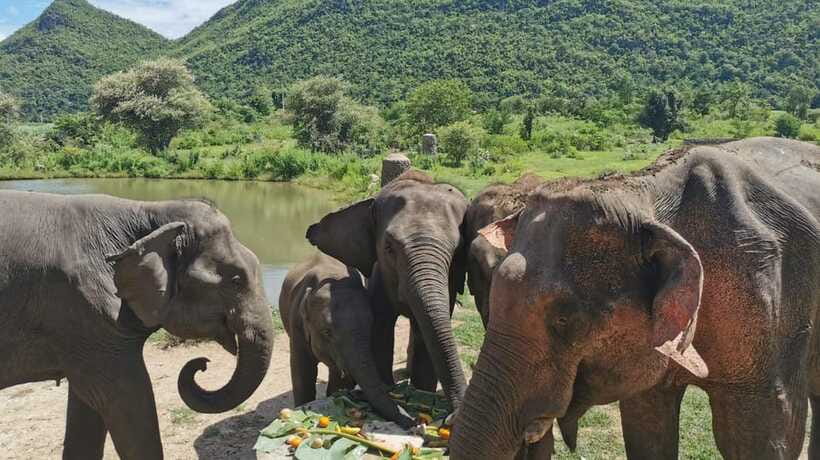 Bangkok: Elephants World & Erawan Waterfall in Kanchanaburi - Who this fits best (and who should skip it)
