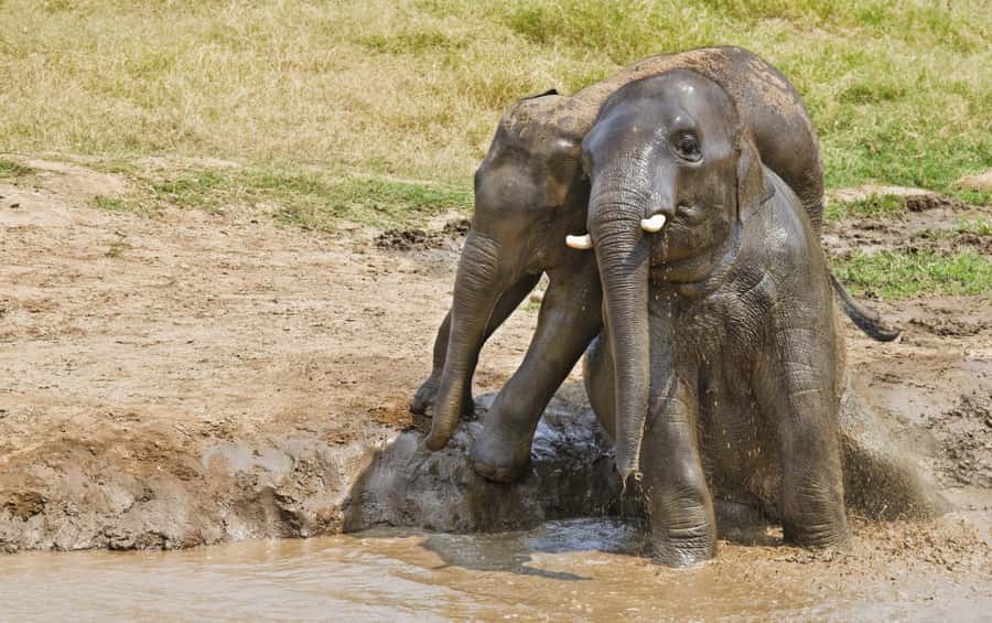 Bangkok: Erawan Park & Elephant observation Private Tour - Key things I’d pin before you book