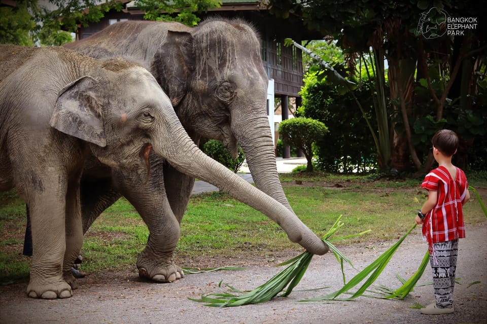 Bangkok: Ethical Elephant Care Half-Day with Transfers - Who this tour fits best (and who might want to think twice)