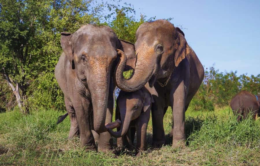 Bangkok: Ethical Elephant Care Half-Day with Transfers - Bangkok Elephant Park: ethical elephant care without the show