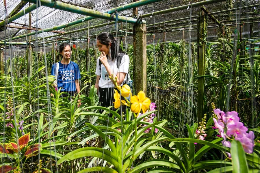 Bangkok Floating Market & Boat Ride to an Orchid Farm - Should You Book This Bangkok Floating Market & Orchid Farm Tour?