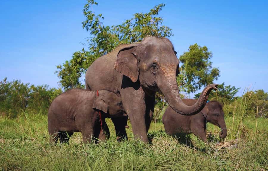 Bangkok Highlights: Ethical Elephant Care and Buffet Lunch - Key things you’ll notice right away