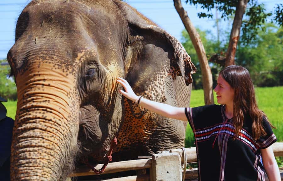Bangkok Highlights: Ethical Elephant Care and Buffet Lunch - Meeting at Bangkok Elephant Park: What You Get Before the Elephant Time