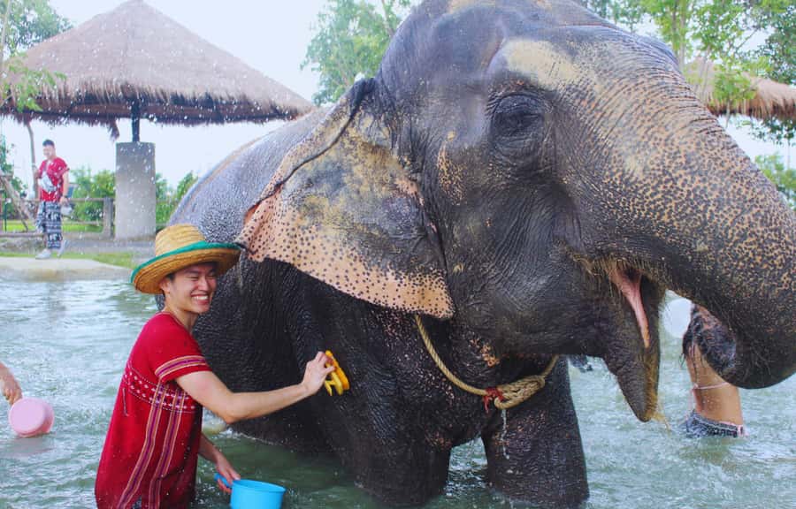 Bangkok Highlights: Ethical Elephant Care and Buffet Lunch - Mud Spa and Water Time: Fun, But Built Around Elephant Routine