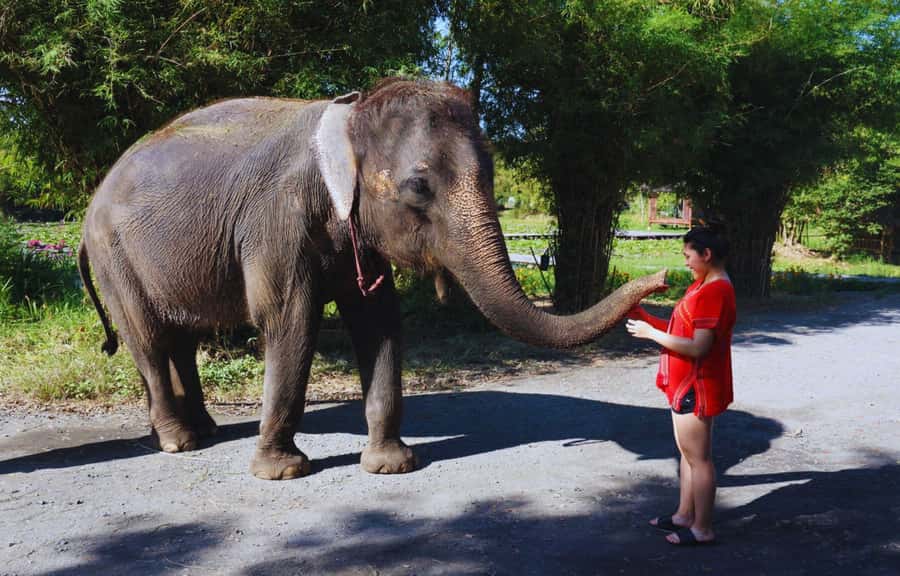 Bangkok Highlights: Ethical Elephant Care and Buffet Lunch - Thai Buffet Lunch: A Proper Meal After Elephant Care